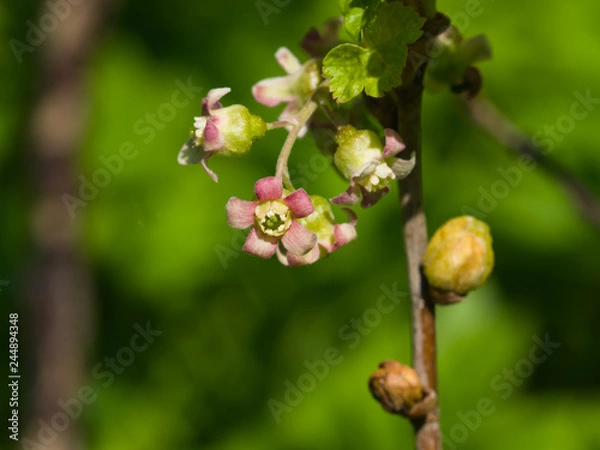 Obraz Flowers of blackcurrant on branch with bokeh background macro, selective focus, shallow DOF