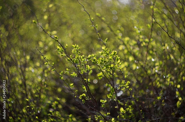 Fototapeta Green young shoots of the bush the sun-drenched on the background of beautiful bokeh in the spring