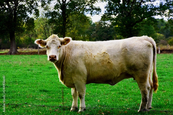 Fototapeta Kuh, Hintergrund