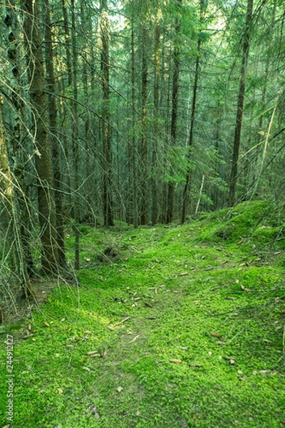 Fototapeta beautiful summer forest with different trees