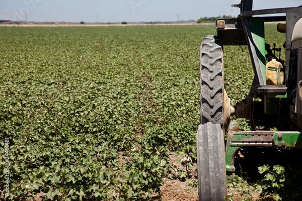 Obraz Tractor frente a campo de algodón