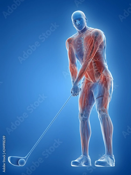 Obraz 3d rendered medically accurate illustration of the muscles of a golf player