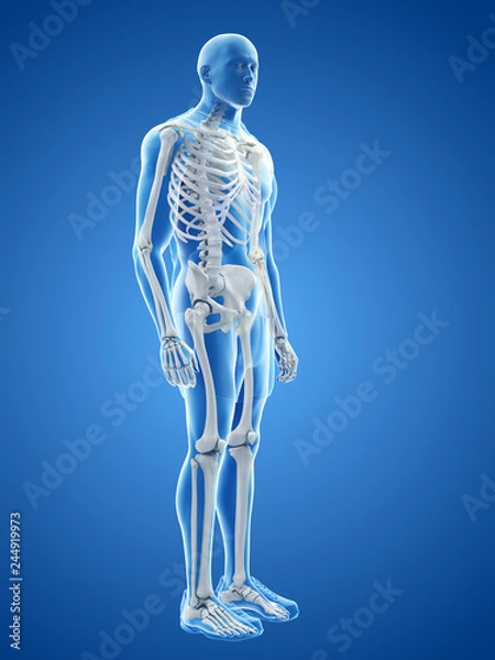 Fototapeta 3d rendered medically accurate illustration of the human skeletal system