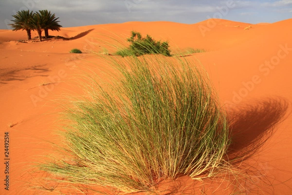 Obraz Palmen in der Wüste