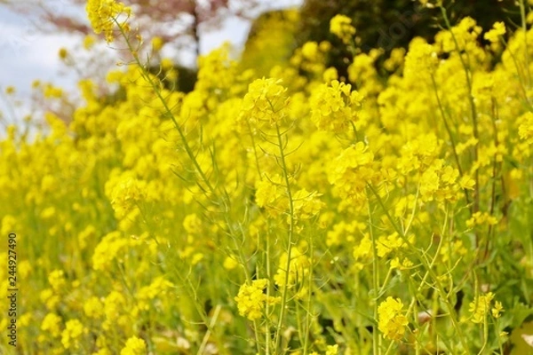 Fototapeta 菜の花