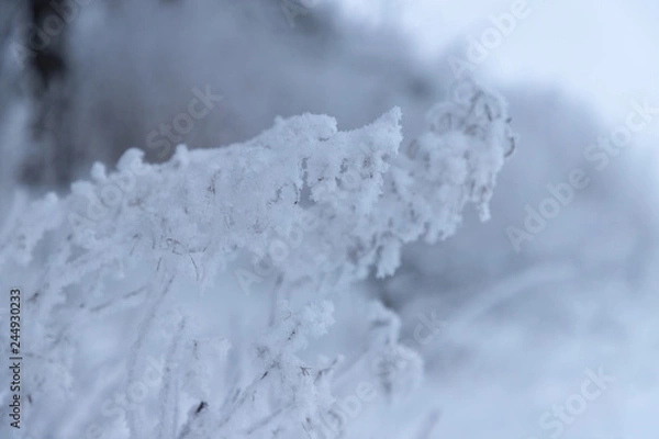 Fototapeta The branches of the trees are covered with hoarfrost