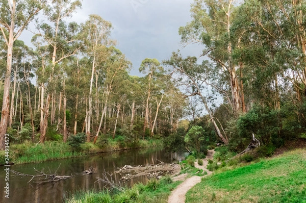 Obraz Walking track along the Yarra River in Warrandtye in Melbourne, Australia