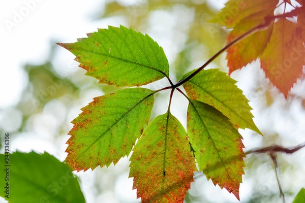 Fototapeta Autumn landscape. The beginning of autumn. Leaves of the trees in the forest is beautiful painted in bright colors.