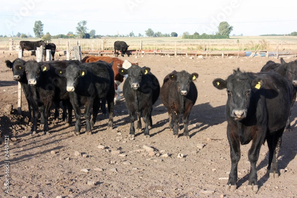 Obraz Cattle in a feed lot