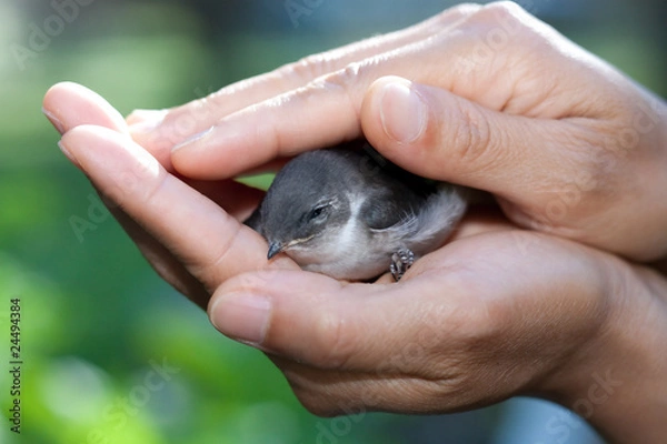 Obraz Bird in caring hands.