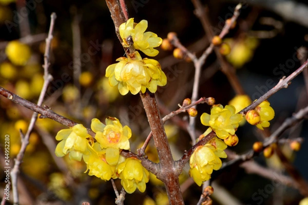 Obraz ソシンロウバイ