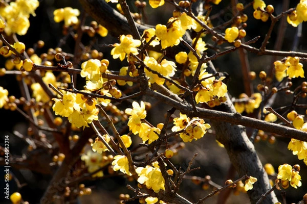 Obraz ソシンロウバイ