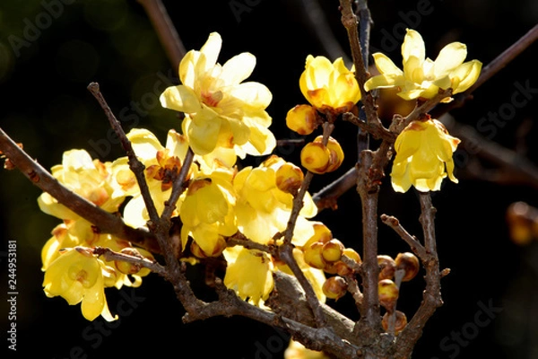 Obraz ソシンロウバイ