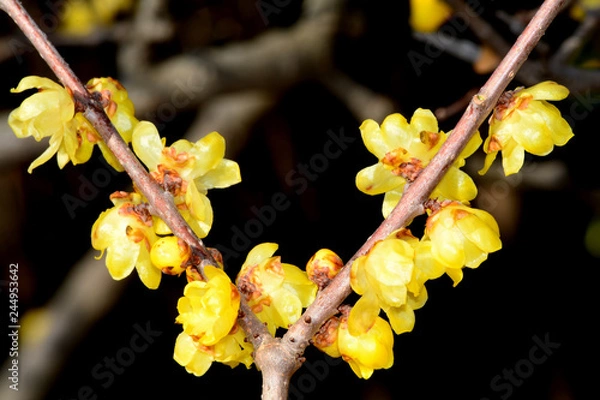 Obraz ソシンロウバイ