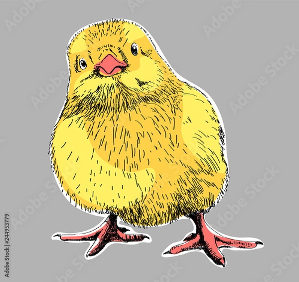 Obraz chick 03