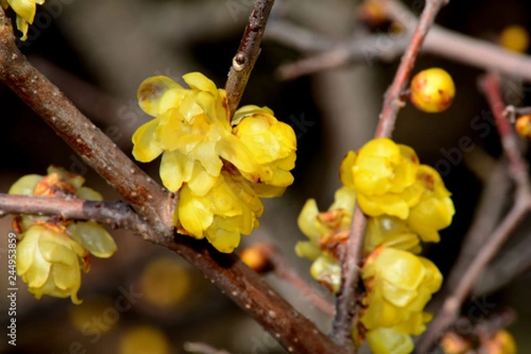 Obraz ソシンロウバイ