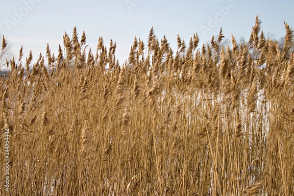 Obraz Winter in russia