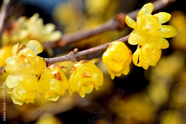 Obraz ソシンロウバイ