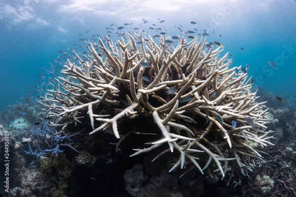 Obraz Coral bleaching on reef