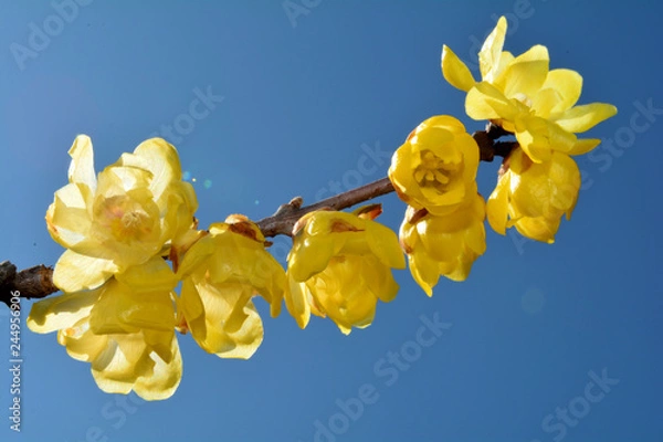 Obraz ソシンロウバイ