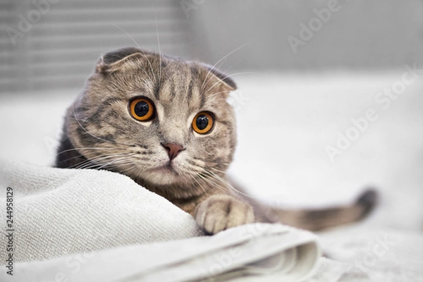 Obraz Adorable grey scottish fold tabby cat are squat on white bed in the room.