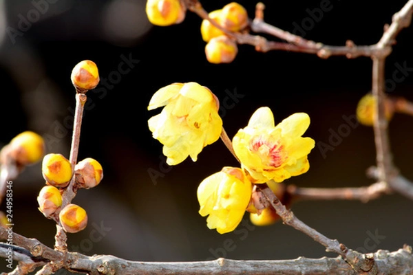 Obraz 蝋梅（ロウバイ）