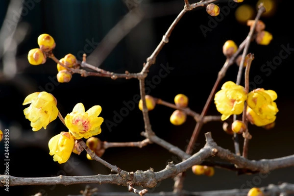 Obraz 蝋梅（ロウバイ）