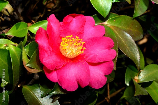 Obraz 山茶花（サザンカ）