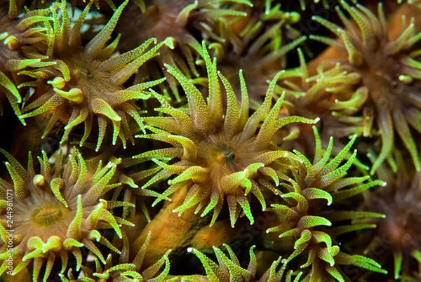 Fototapeta Polyps of a colorful soft coral