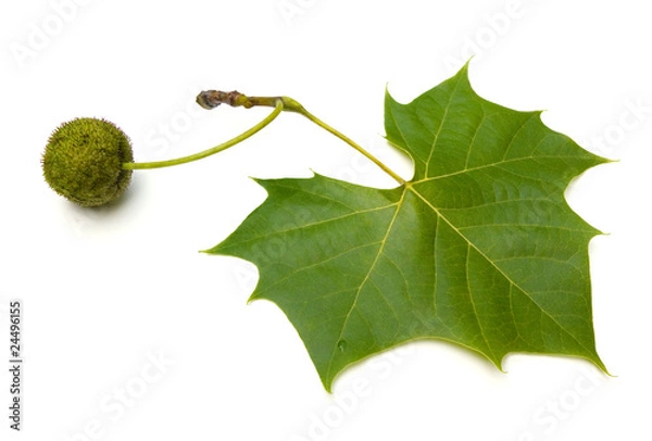 Fototapeta Sycamore Leaf