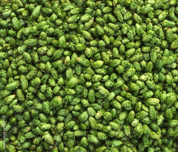 Obraz hopfendolden - zutat in der bierbrauerei