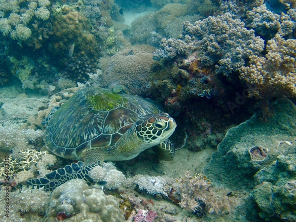 Obraz Green turtle underwater
