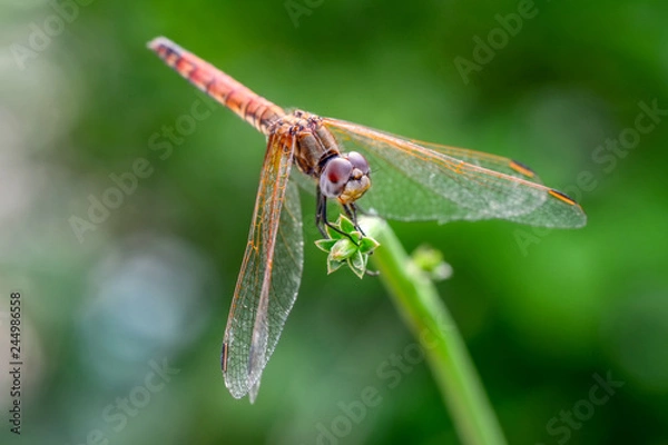 Fototapeta Macro shots, Beautiful nature scene dragonfly. 