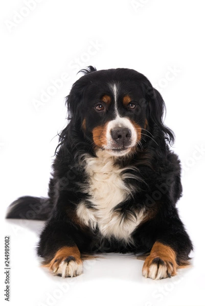 Obraz Bernese mountain dog isolated on white background