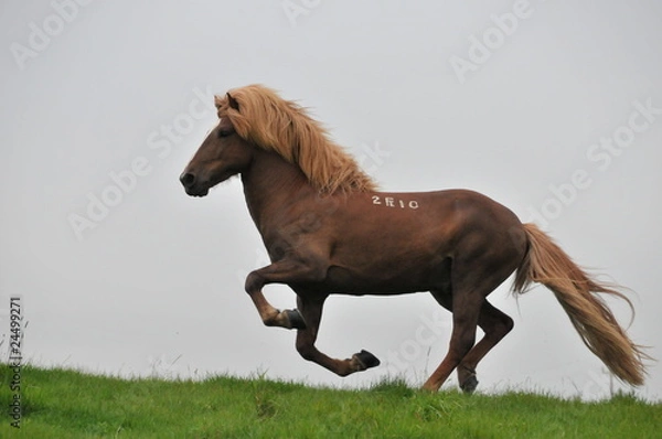 Fototapeta islandpferde
