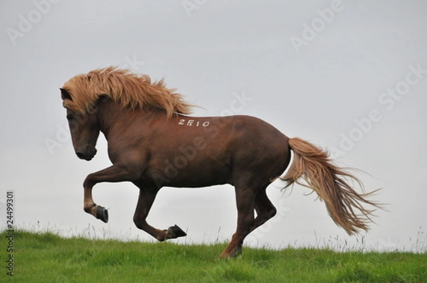Fototapeta islandpferde