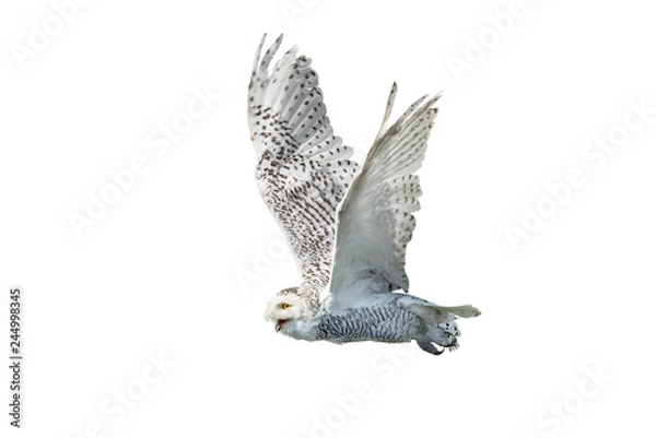 Obraz flying snow owl isolated on white