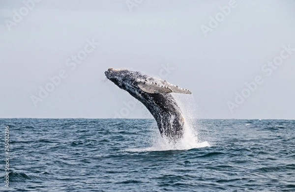Fototapeta Humpback whale jumping in the peruvian Pacific Ocean. Second stretch