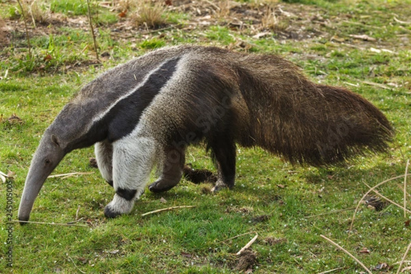 Obraz Giant anteater (Myrmecophaga tridactyla)