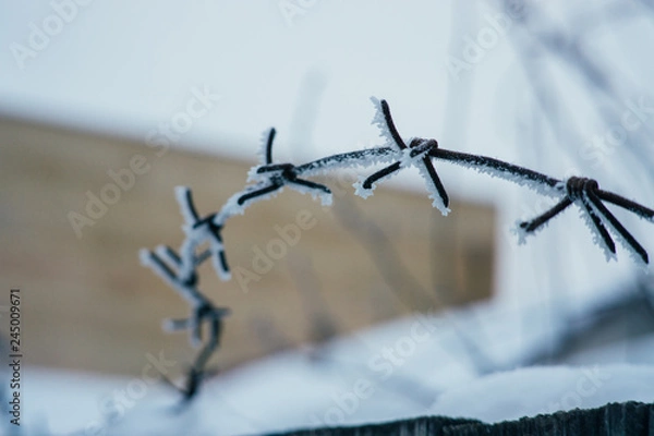 Obraz barbed wire in frost
