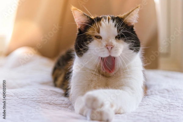 Fototapeta Female Calico Manx Cat Yawning on Sunny Afternoon on White Bed Peach Background