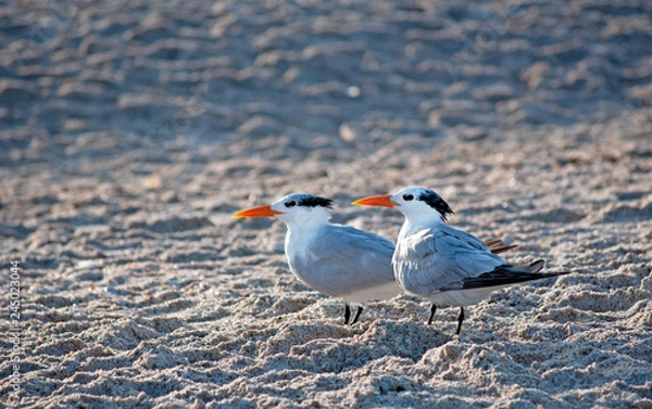 Fototapeta Two Gulf Terns on Sand at Sunset. Nokomis Beach Florida  Grey Birds Looking at Ocean as Sun  Sets on Gulf of Mexico. Coastal Seabirds Take a Moment to Rest. Pair Non-Breeding Adult Royal Terns.