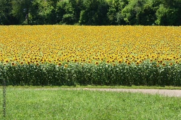 Obraz Sonnenblumenfeld