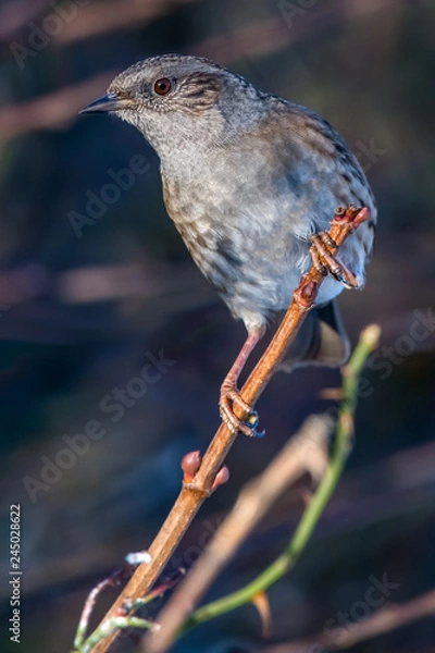 Fototapeta Dunnock