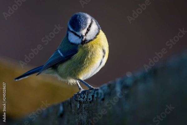 Fototapeta Blue tit