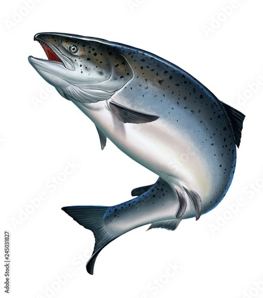 Obraz Atlantic salmon or pink salmon on a white background. Red salmon. Fishing on the river, northern fish.
