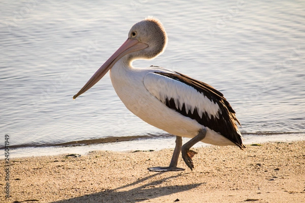 Fototapeta Pelican