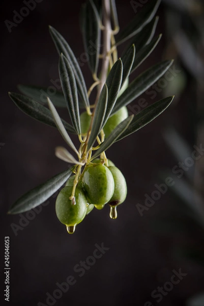 Fototapeta Olive branch and olives with dripping oil. low key close up view.