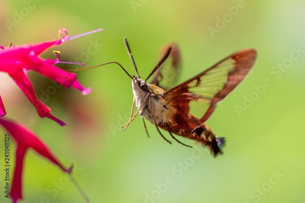 Fototapeta Hummingbird Moth