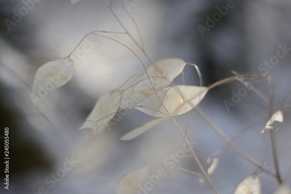 Obraz winter plants lunaria